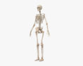 Complete Female Anatomy 3d model