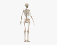 완전한 인체 해부학(여자) 3D 모델 