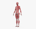 Anatomia femminile completa Modello 3D