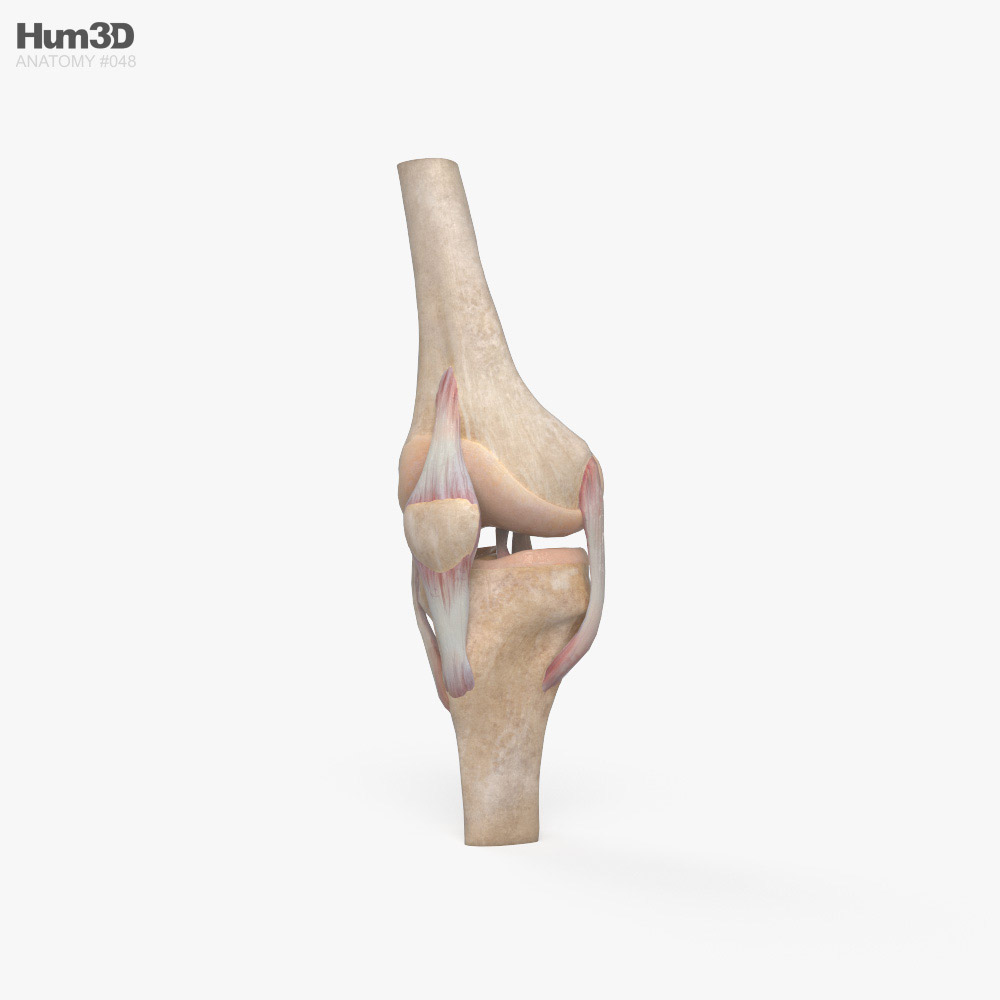 Knee Joint 3D model