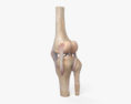 Articulación de la rodilla Modelo 3D