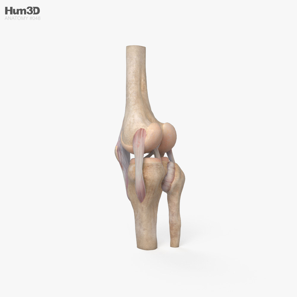 Knee Joint 3D model - Anatomy on Hum3D