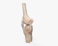 Articulación de la rodilla Modelo 3D