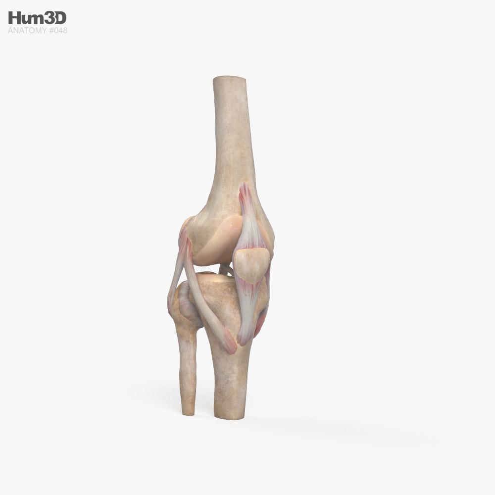 Knee Joint 3D model - Anatomy on Hum3D