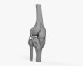 膝関節 3Dモデル