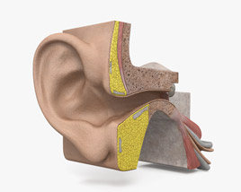 Вухо людини 3D модель