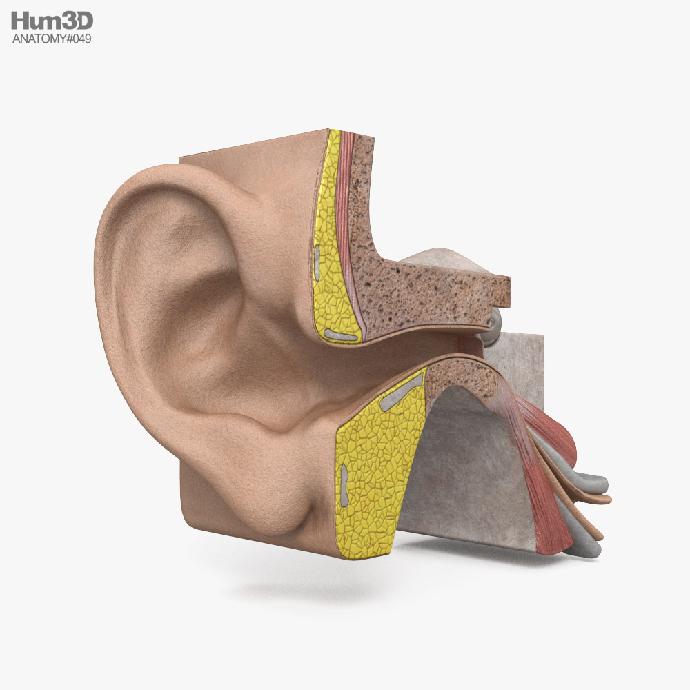 人耳 3D模型