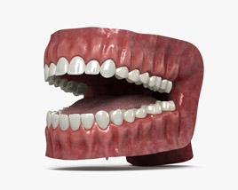 Human Mouth 3D model