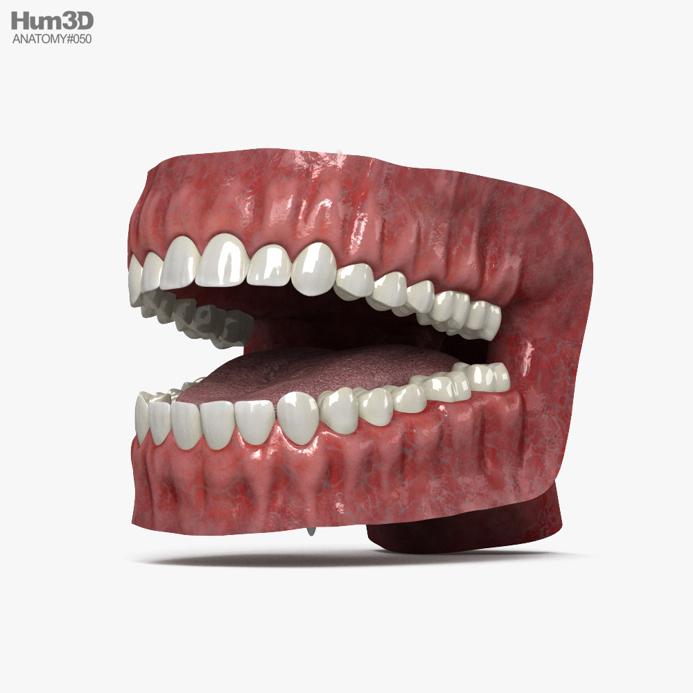 嘴巴 3D模型