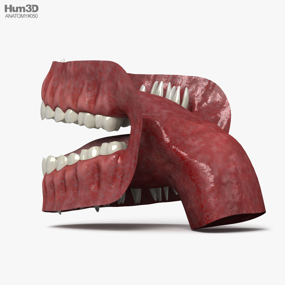 Human Mouth 3d model