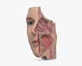 Naso umano Modello 3D