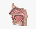人的鼻子 3D模型