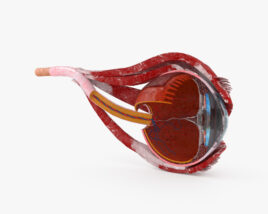 Coupe transversale d'un œil humain Modèle 3D