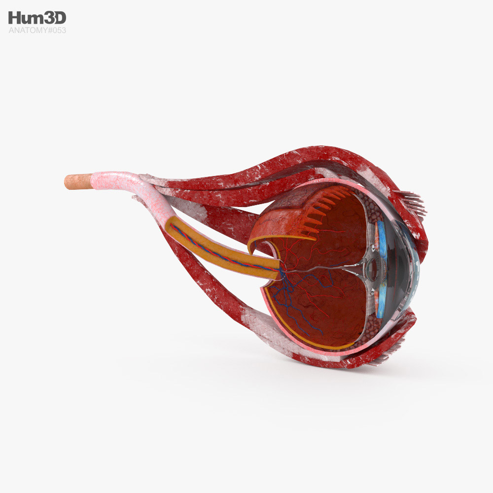 Людське око в розрізі 3D модель