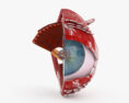 Sezione trasversale di un occhio umano Modello 3D
