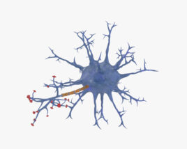 Нейрон 3D модель