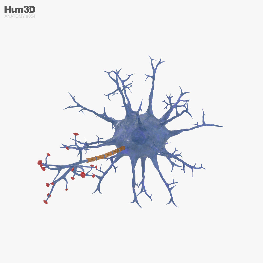 신경 세포 3D 모델 