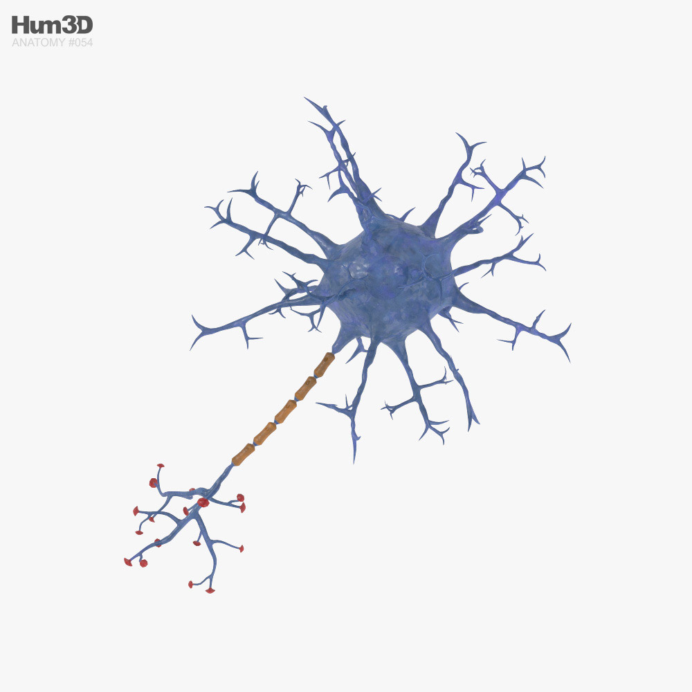 Neurona Modelo 3D - Anatomía Humana on Hum3D