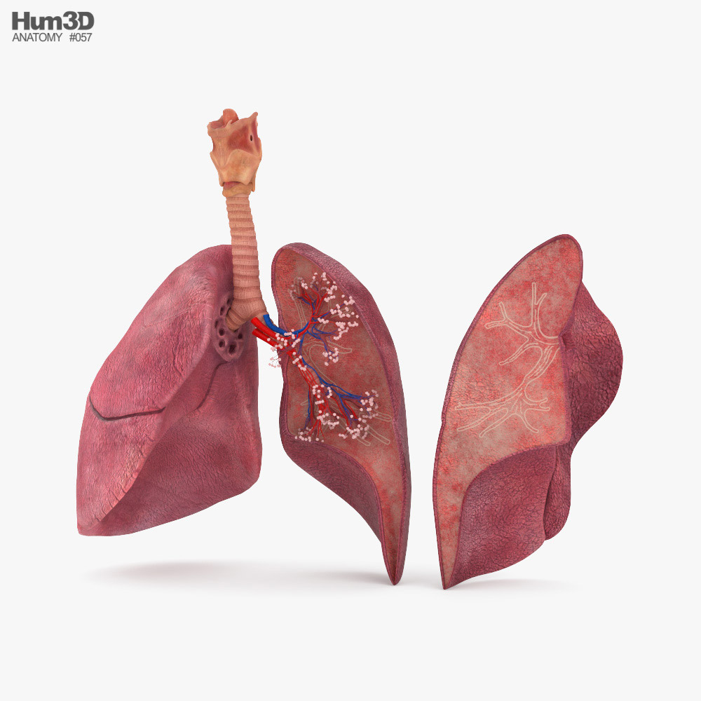 Lungs Cross Section 3D model