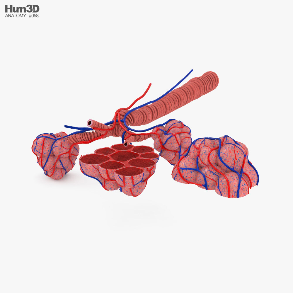 Alveoli 3D model