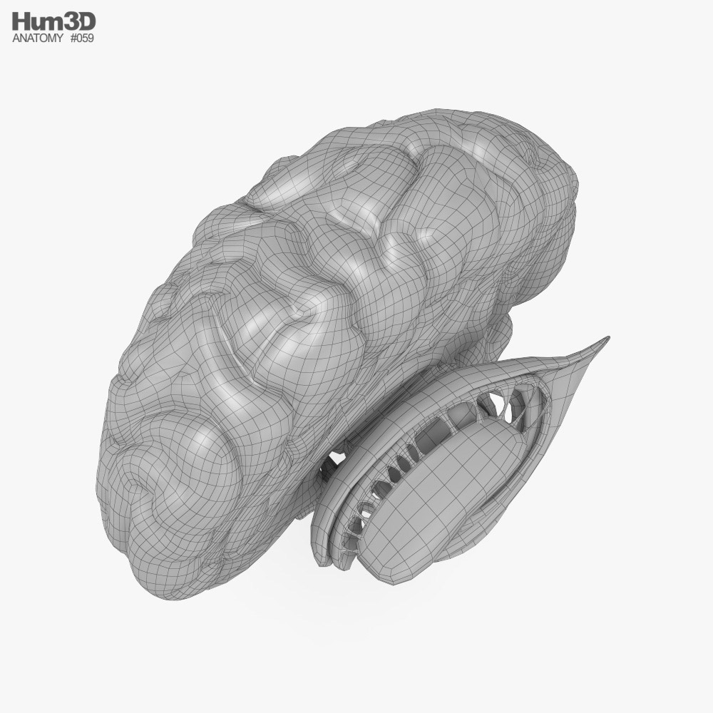 Human Brain Cross Section 3d 모델 해부학 On Hum3d