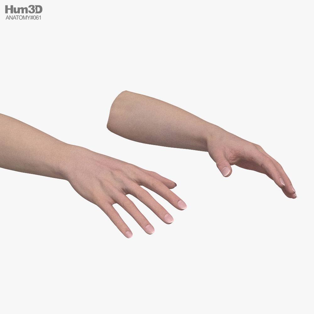 Женские руки 3D модель - Анатомия на Hum3D