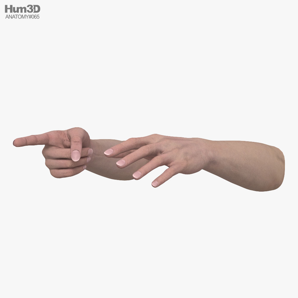 Female Hands Finger Point 3D模型