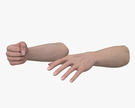 Female Hands Fist 3D-Modell