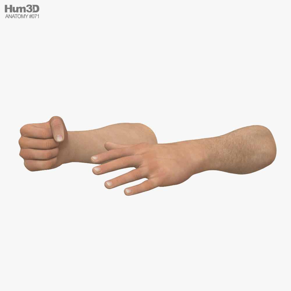 Male Hands Fist 3Dモデル