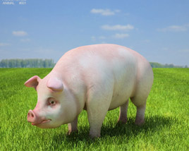 Pig Low Poly Modèle 3D