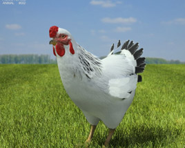 Chicken (hen) Low Poly 3D model