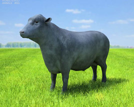 Angus Bull Low Poly Modelo 3D