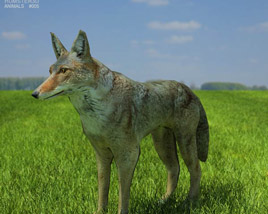 Coyote Low Poly Modèle 3D
