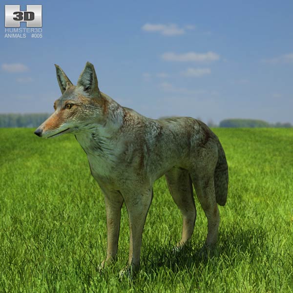 Coyote Low Poly 3D model