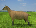 Alpine Goat Low Poly 3d model