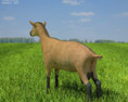 Alpine Goat Low Poly 3d model