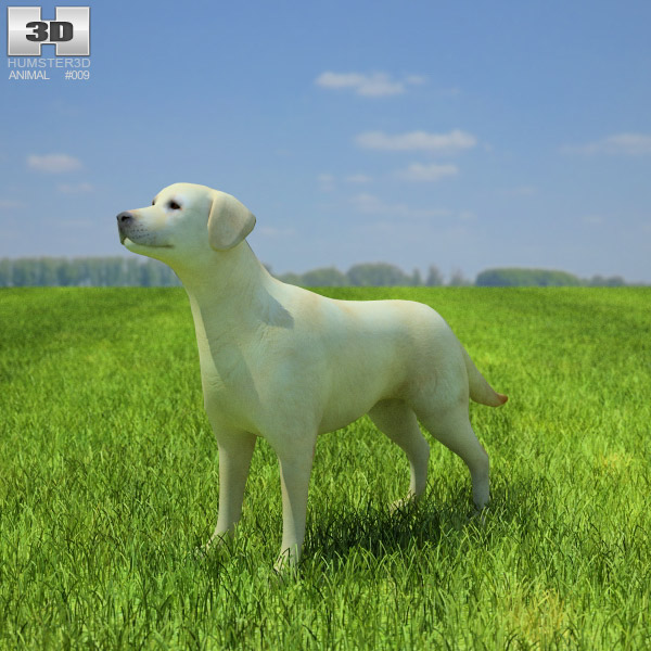 Labrador Retriever Low Poly 3d model