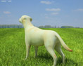 Labrador Retriever Low Poly 3d model