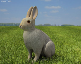 Common Rabbit Low Poly 3D 모델 