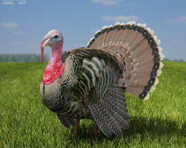 Turkey Low Poly 3D model