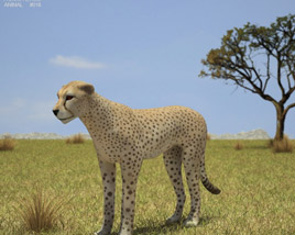 Cheetah Low Poly 3D model
