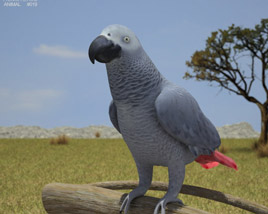 African Grey Parrot Low Poly 3D模型