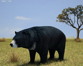 Asian Black Bear Low Poly 3D model