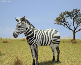 Zebra Low Poly Modèle 3D