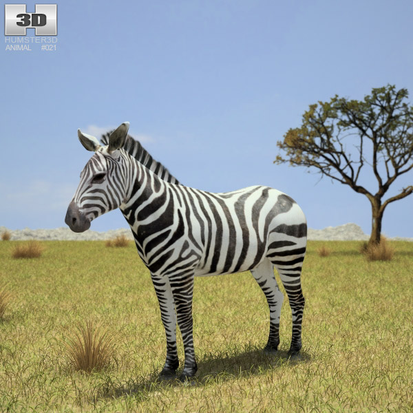 Zebra Low Poly 3d model