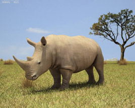 White Rhinoceros Low Poly 3D 모델 