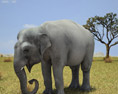 Asian Elephant Low Poly 3d model