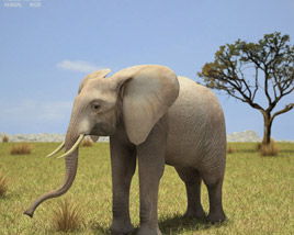 African Elephant Low Poly 3D模型