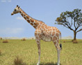 Giraffe Low Poly 3d model