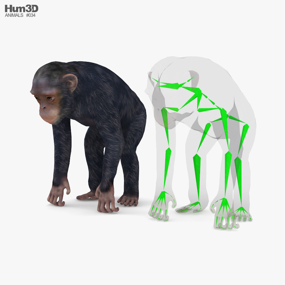 Chimpanzee Low Poly Rigged 3D model